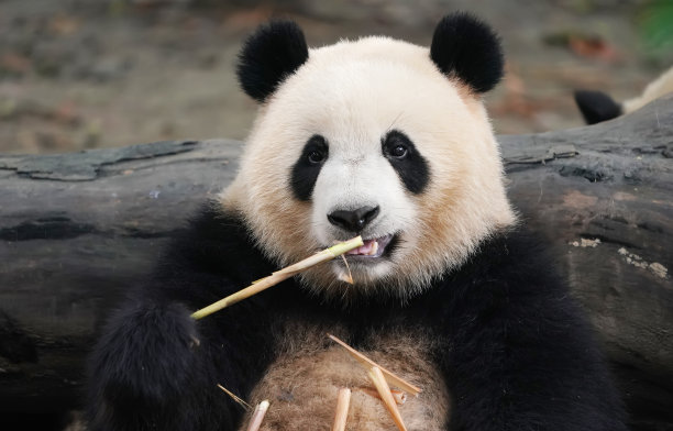 中国熊猫