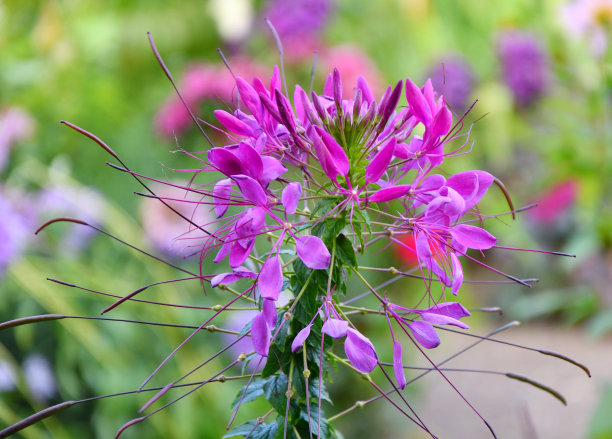 cleome