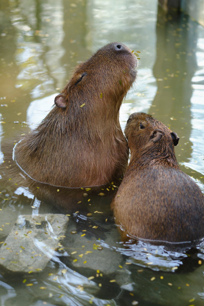 capybara