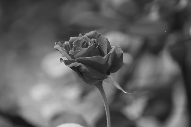 情人节玫瑰花黑白