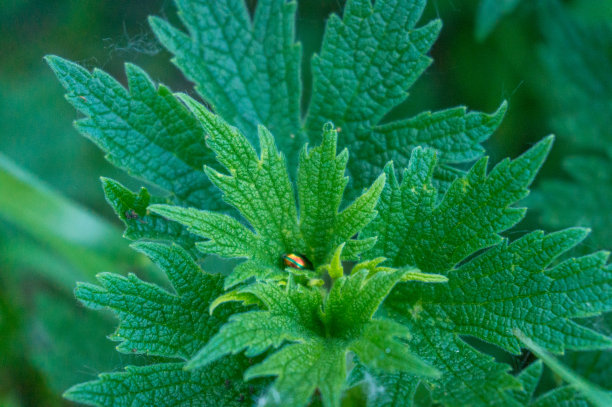 nettles