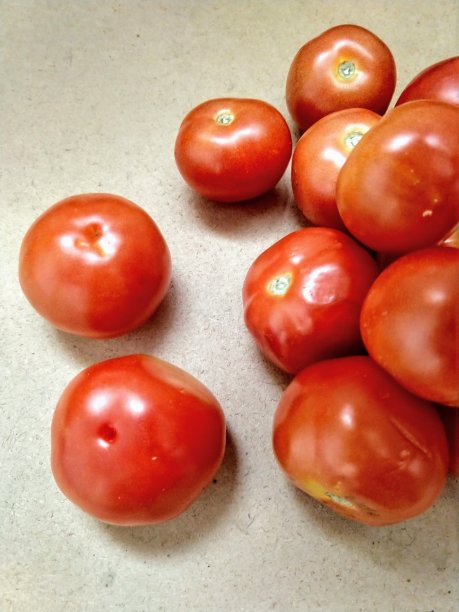 水果西红柿种植