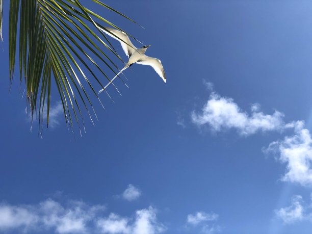 飞鸟蓝色大海壁纸