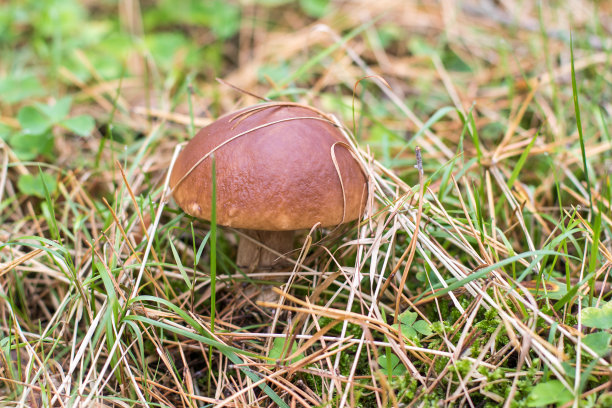 草地上蘑菇的特写镜头