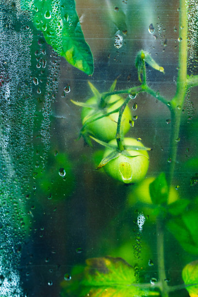 植物朦胧玻璃背景