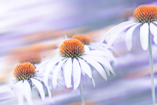 小满节日海报