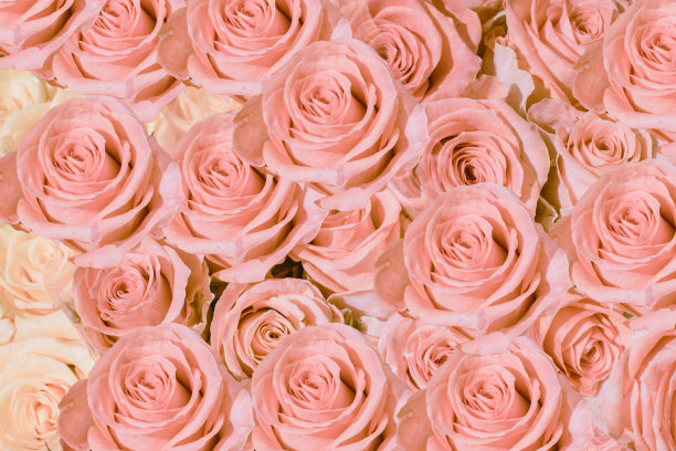 粉色背景玫瑰花情人节背景