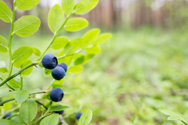 枝头鲜蓝莓