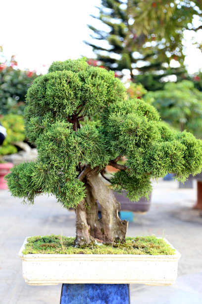 中国风松树