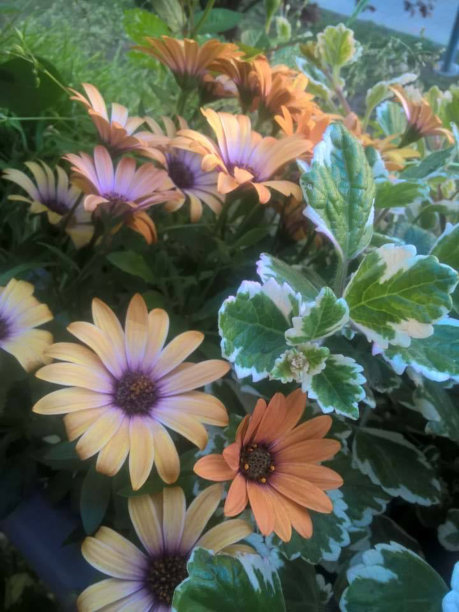 gazania