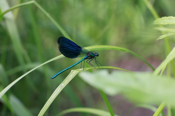 细叶草