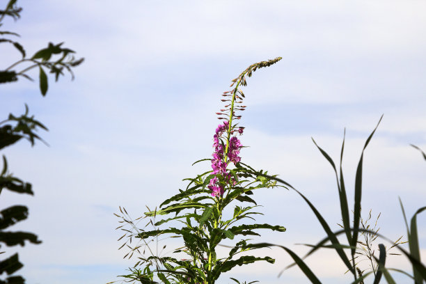 epilobium