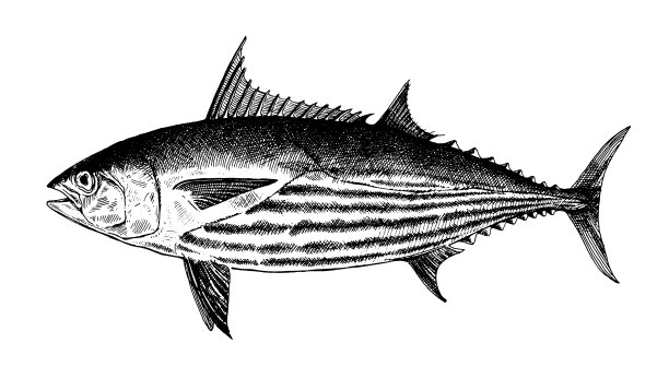 复古鱼类插画