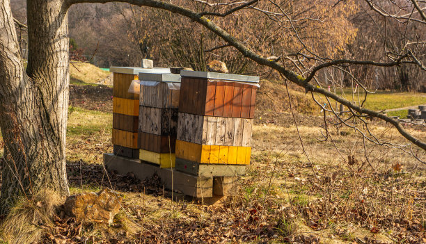 蜂蜜箱