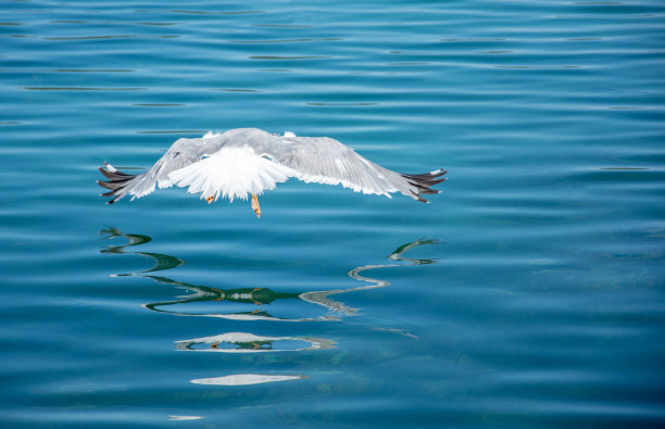 白翅海鸥