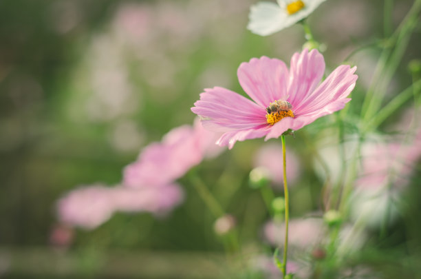 小清新花草