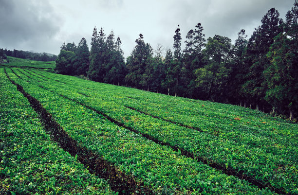 茶园梯田