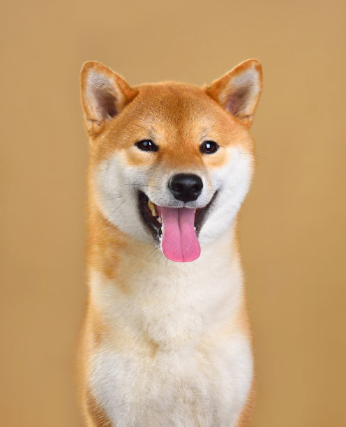 坐着的黄狗图片素材 坐着的黄狗设计素材 坐着的黄狗摄影作品 坐着的黄狗源文件下载 坐着的黄狗图片素材下载 坐着的黄狗背景素材 坐着的黄狗模板 ...