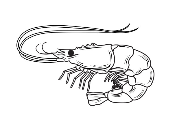 shrimps
