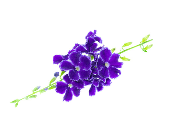 花 水滴 天 紫色