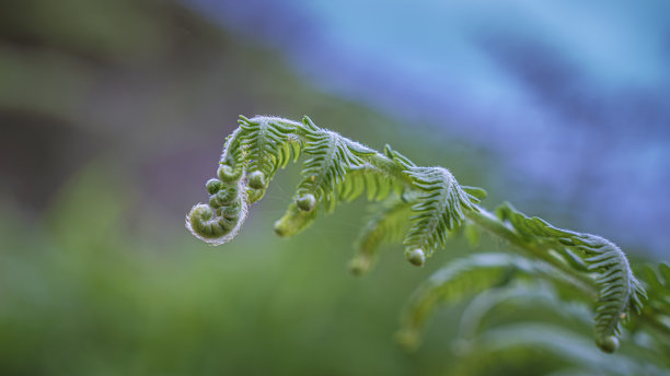 蔓草纹样