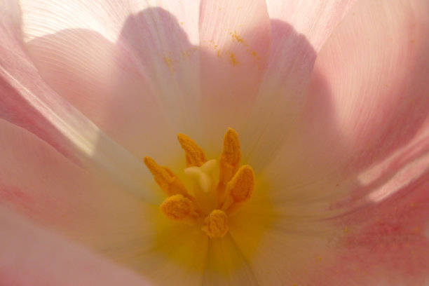 花朵花瓣花蕊百合科