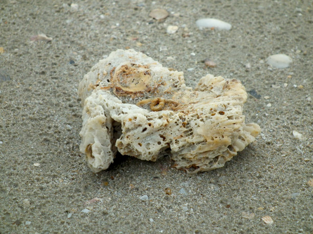 海洋贝类化石