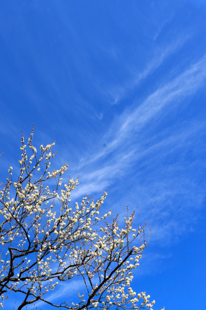 天空与梅花