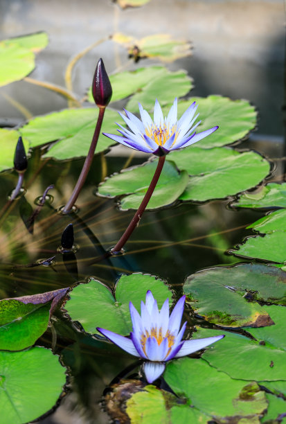 水上漂浮