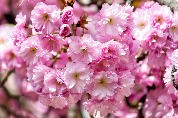 季节背景 粉色 樱花 旅游