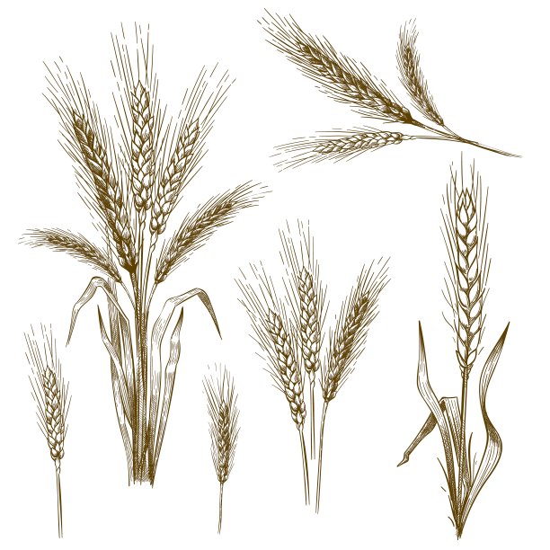 优质成熟的麦子