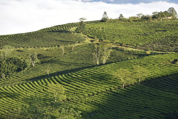 高山乌龙茶生产基地