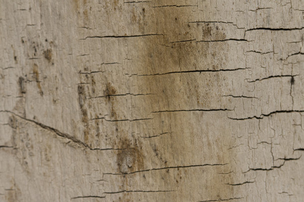木背景特写的纹理