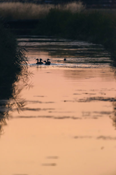 夕阳,河,鸭子
