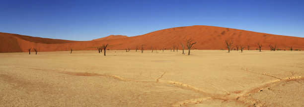 沙漠孤树