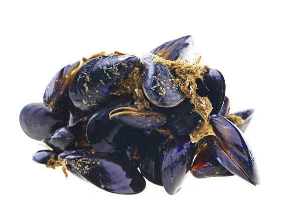 mussels