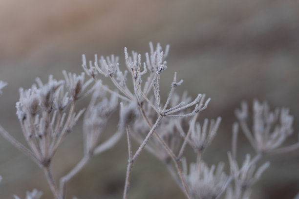 霜降 结霜的植物