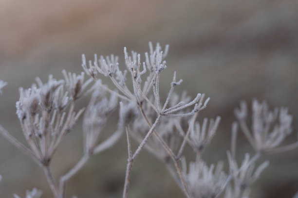 秋分霜降小雪冬大寒