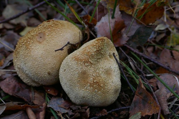 圆形小蘑菇
