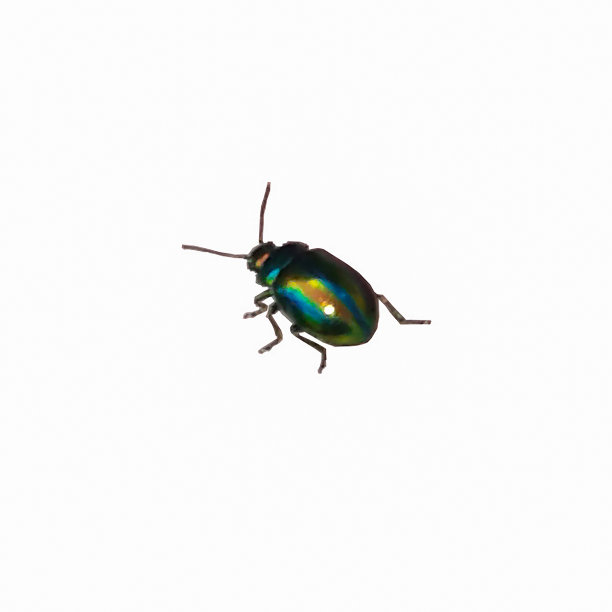 beetles