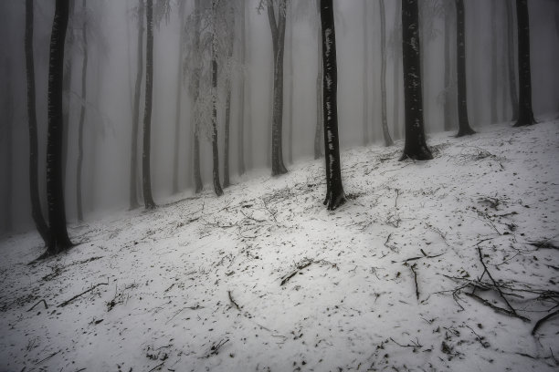 冬季黑白树枝