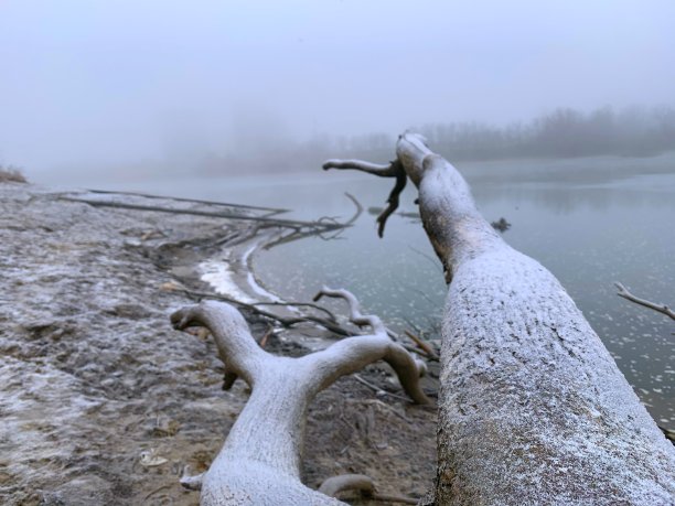 白雪与鸟