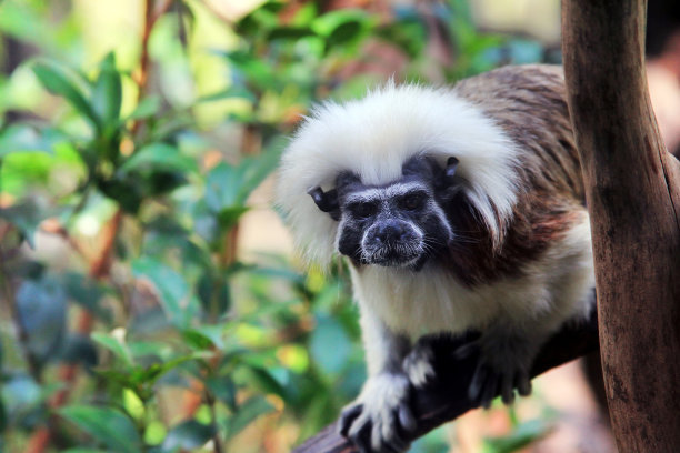 saguinus