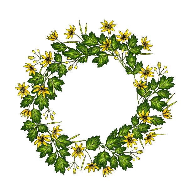 豆荚草药包装插画