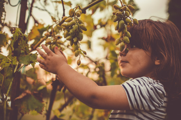 摘葡萄的少女
