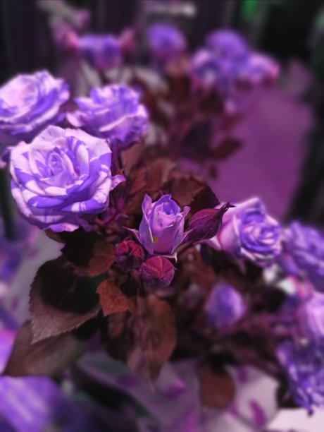 紫色婚礼效果图