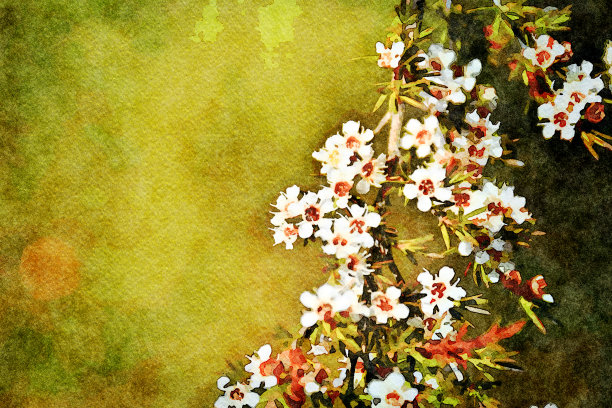 蜂蜜插画