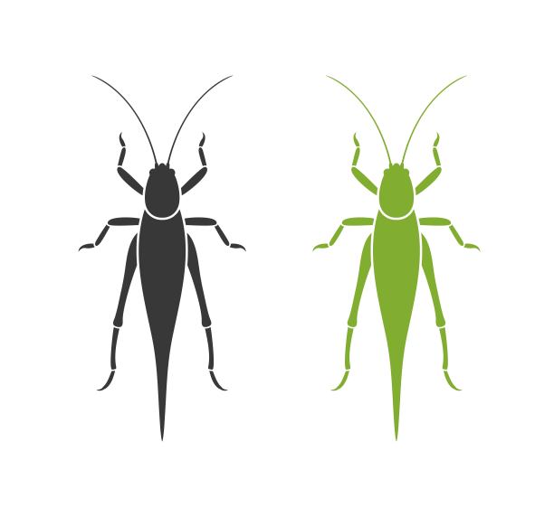 蚂蚱昆虫插画