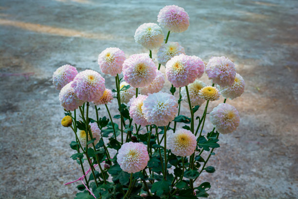 菊花花卉特写