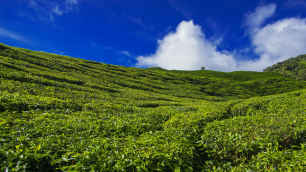 高山茶园